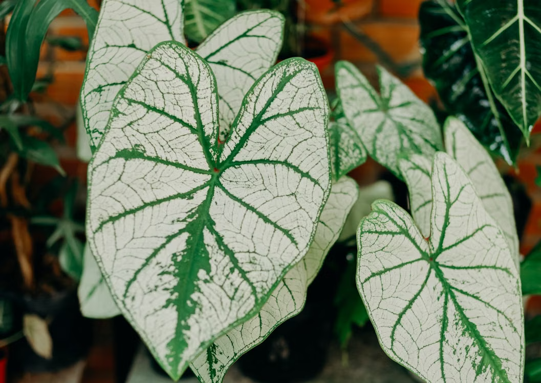 Top Reasons to Grow Tapestry Caladium in Your Summer Garden